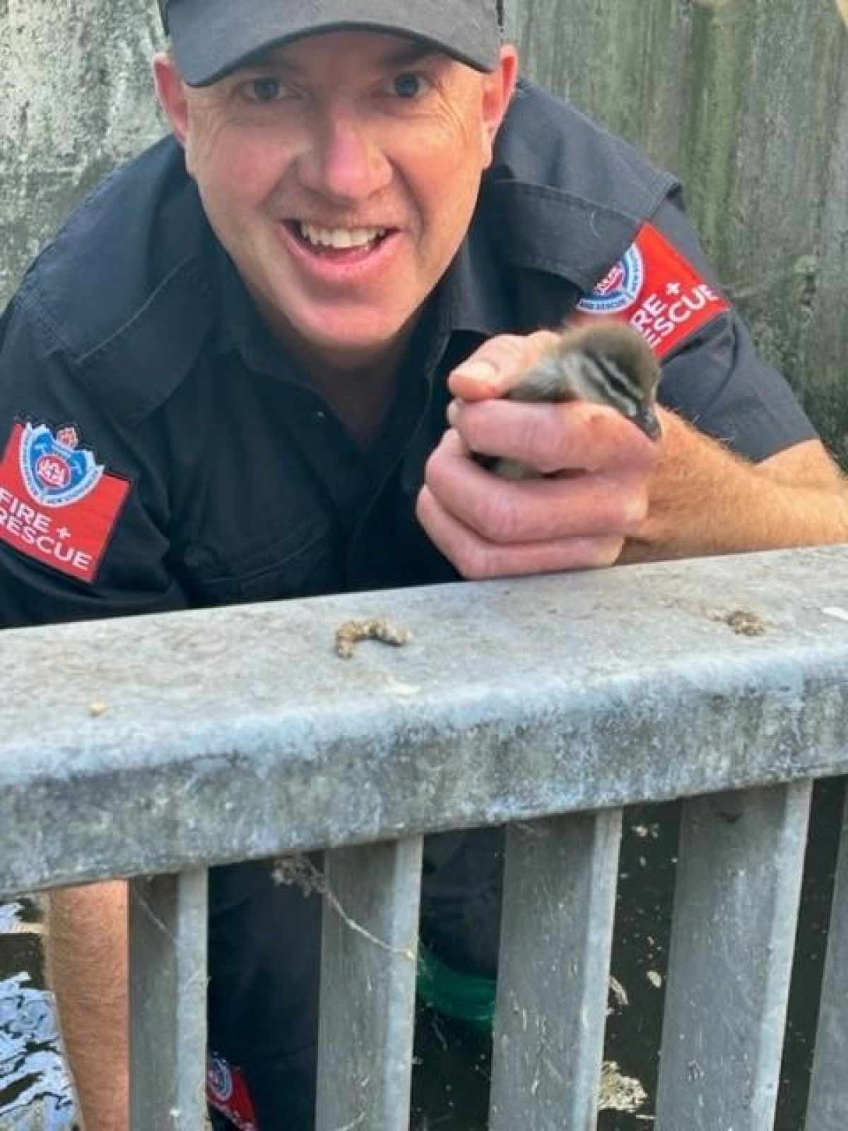 Firefighters rescue wayward ducklings from Lake Macquarie drain - Fire ...